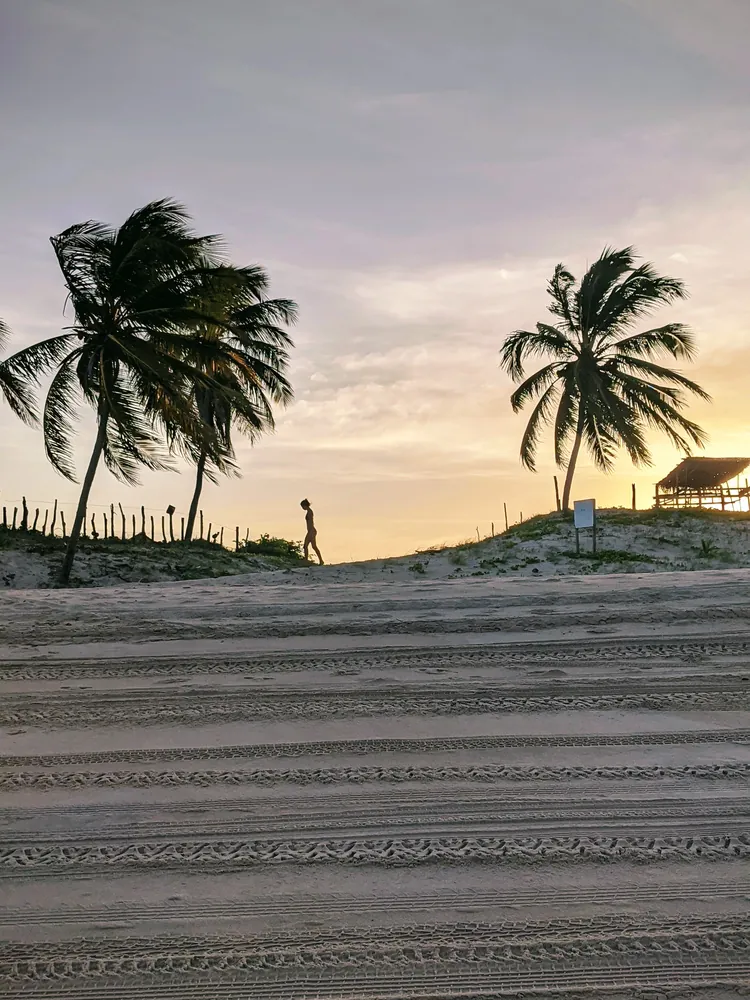 Two palms at sunset above buggy tracks in the sand