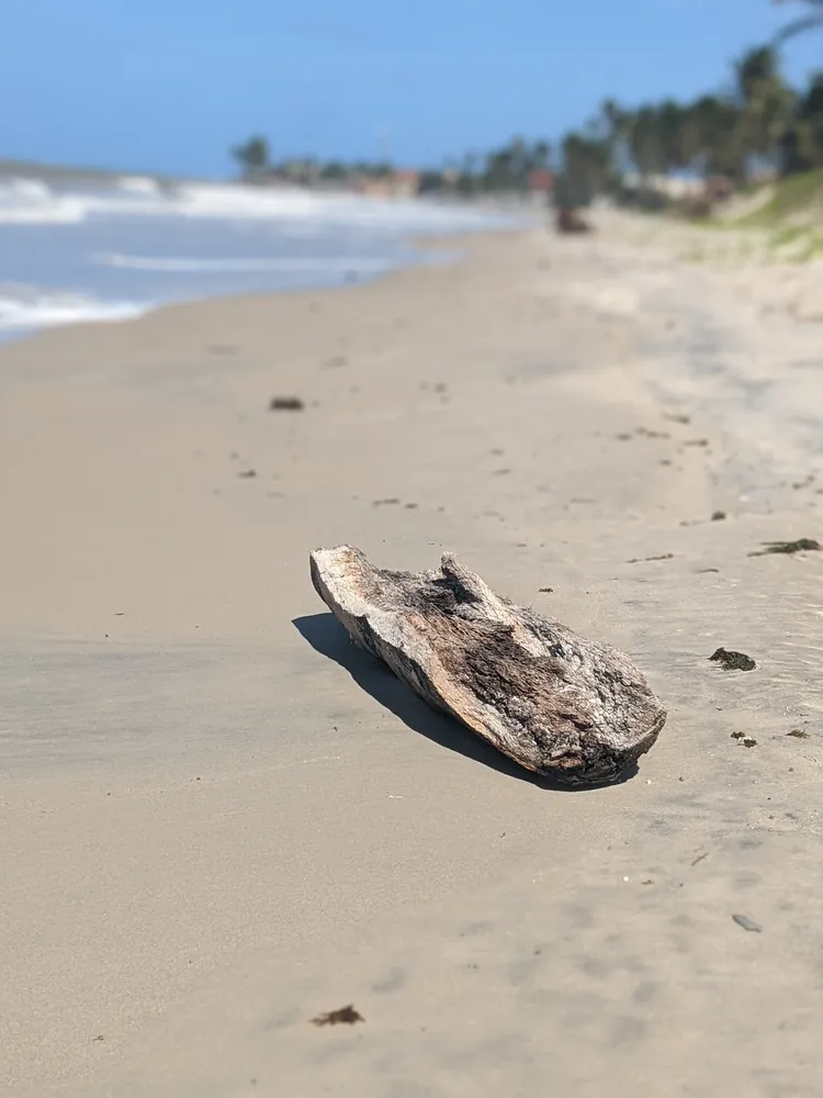 Driftwood on an empty stretch of sand, waves rolling in